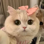 KittyTag